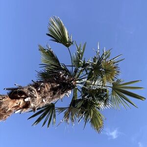 Meet your Posher, Kandickandice